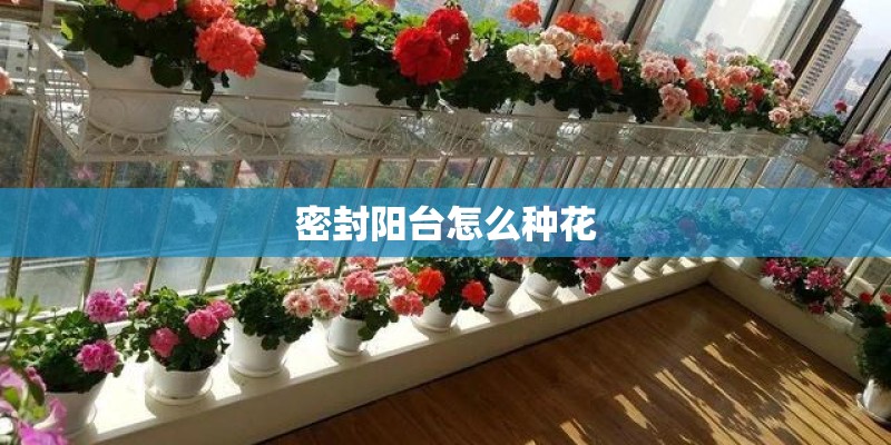 密封阳台怎么种花