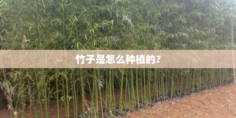德州泰和花园有多少户？