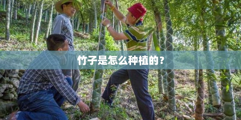 竹子是怎么种植的？