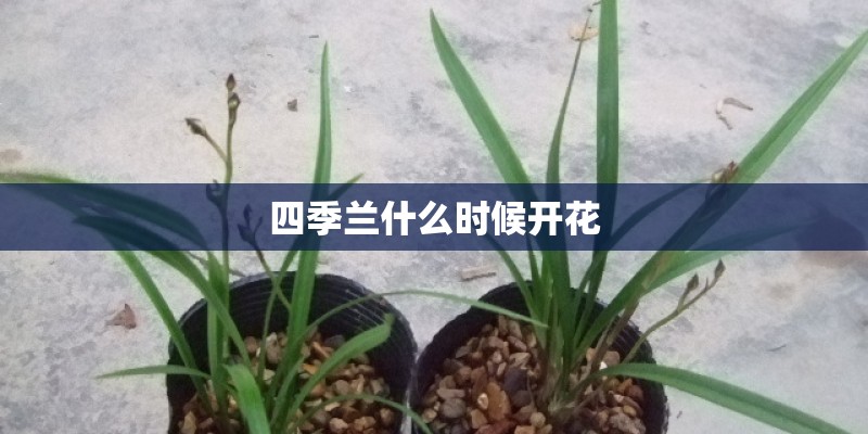 一篇关于植物或花的演讲稿。急........