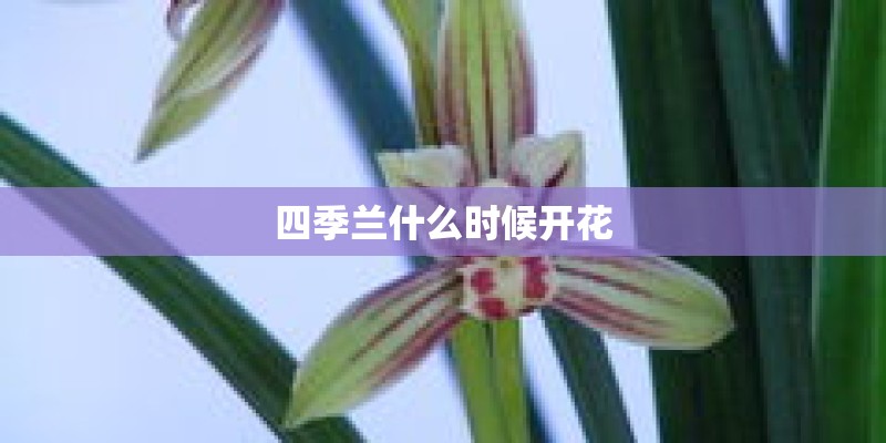 四季兰什么时候开花
