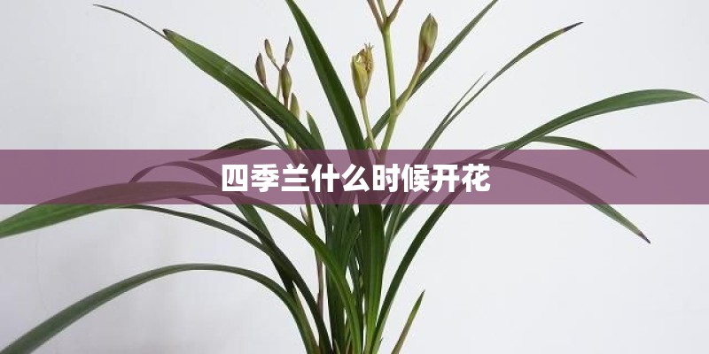 四季兰什么时候开花