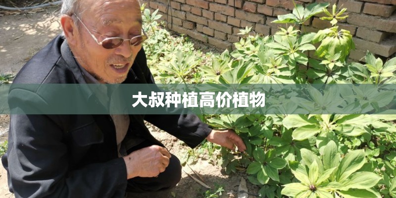 德州泰和花园有多少户？