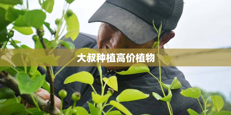 大叔种植高价植物