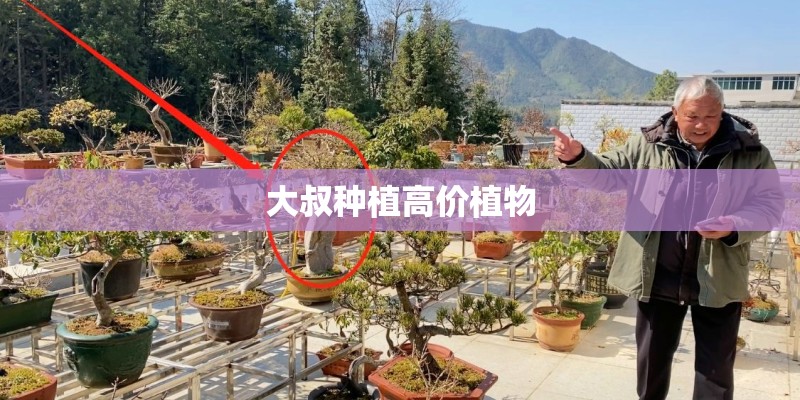 大叔种植高价植物