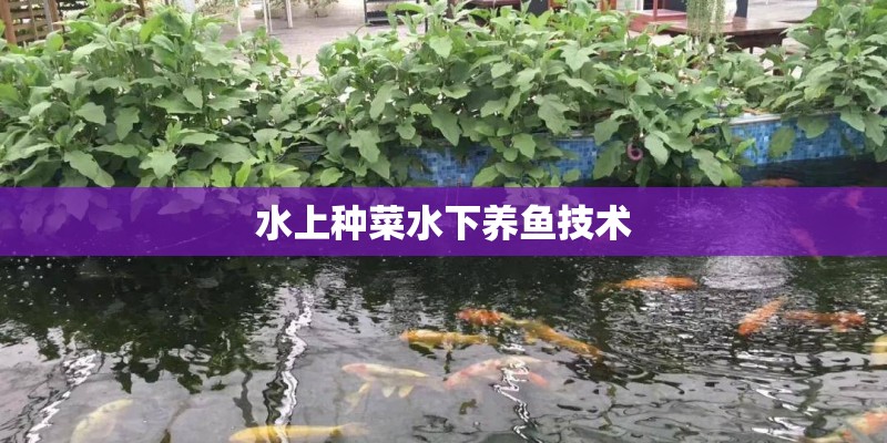 水上种菜水下养鱼技术