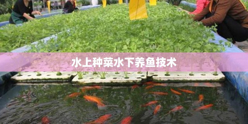水上种菜水下养鱼技术