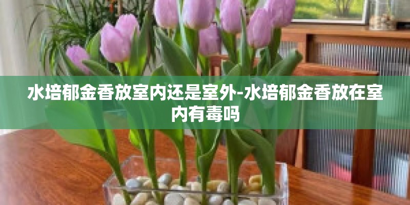 水培郁金香放室内还是室外-水培郁金香放在室内有毒吗