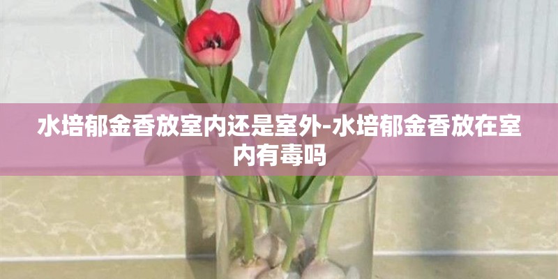 水培郁金香放室内还是室外-水培郁金香放在室内有毒吗