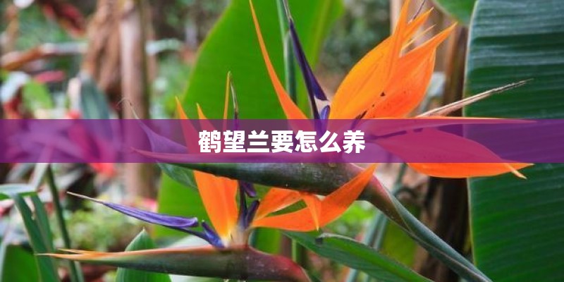鹤望兰要怎么养