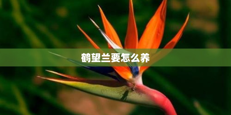 鹤望兰要怎么养