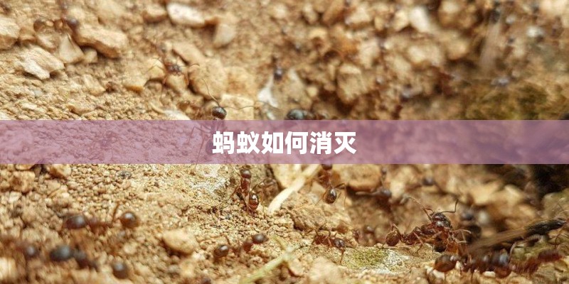 德州泰和花园有多少户？