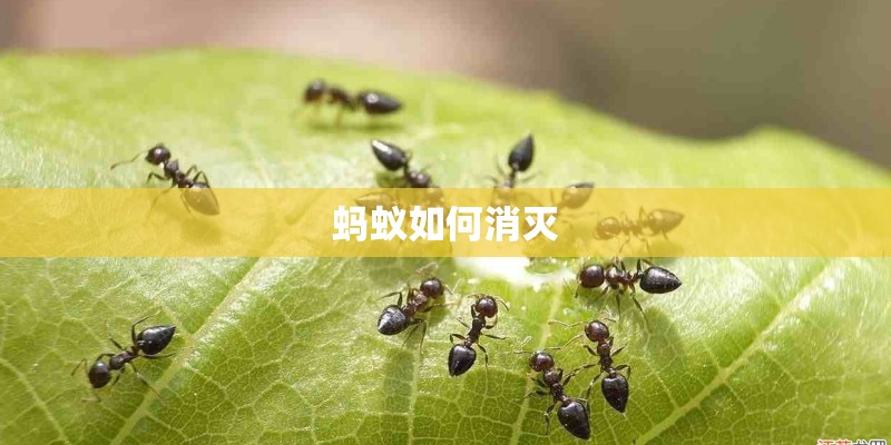 蚂蚁如何消灭