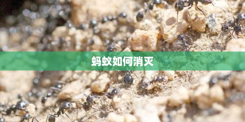 蚂蚁如何消灭