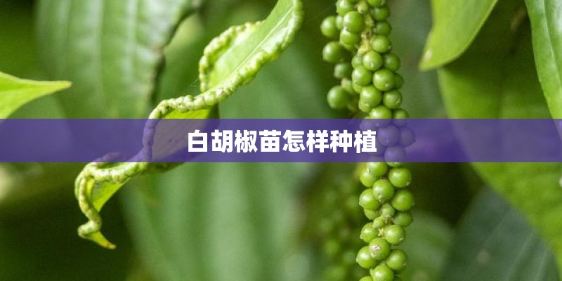 你觉得新周刊是一本怎样的杂志？
