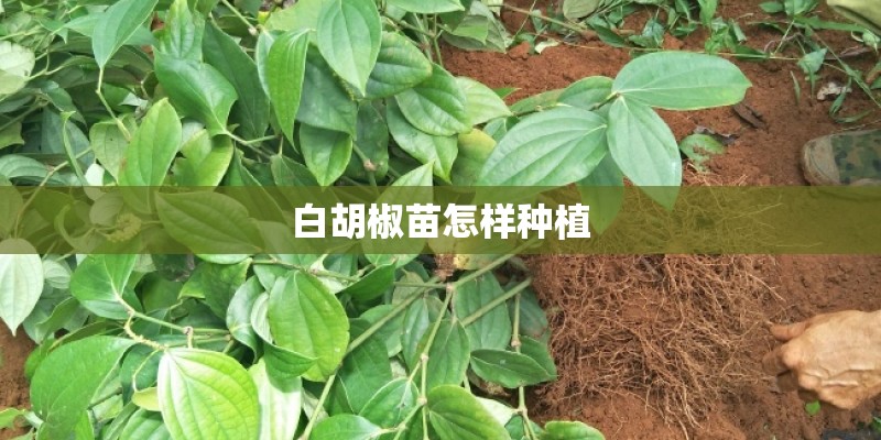 白胡椒苗怎样种植