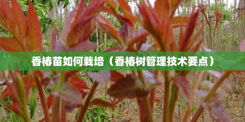 女人吃山茱萸的好处有哪些？