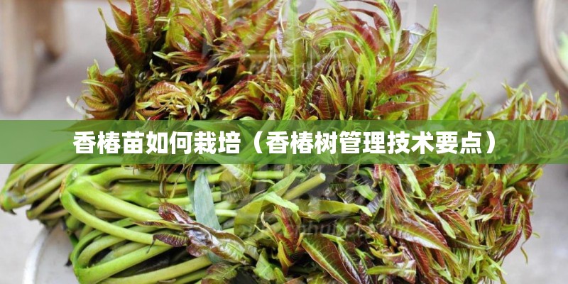 香椿苗如何栽培（香椿树管理技术要点）