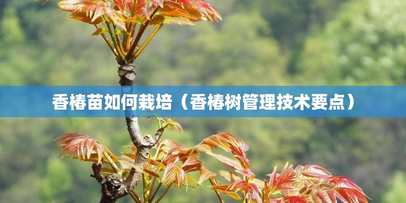 香椿苗如何栽培（香椿树管理技术要点）