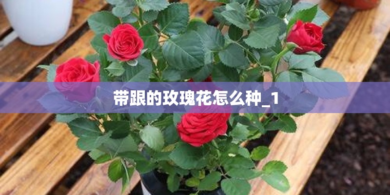 带跟的玫瑰花怎么种_1