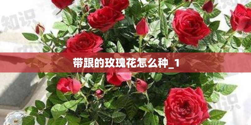 带跟的玫瑰花怎么种_1