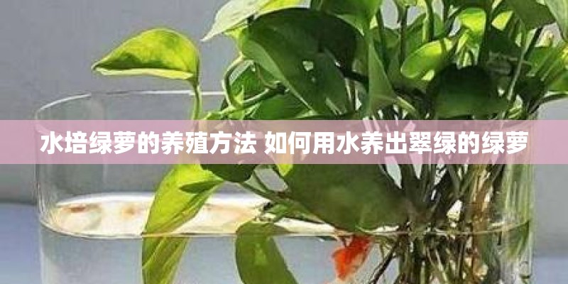 一篇关于植物或花的演讲稿。急........