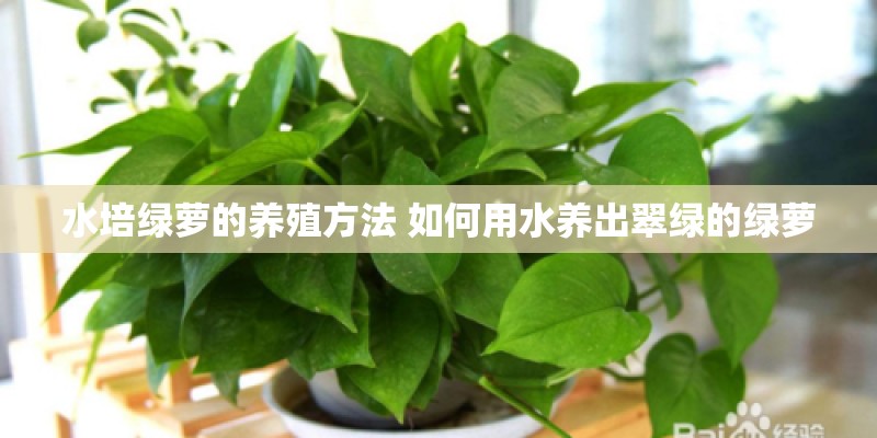 水培绿萝的养殖方法 如何用水养出翠绿的绿萝