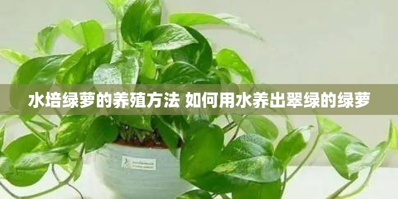 水培绿萝的养殖方法 如何用水养出翠绿的绿萝