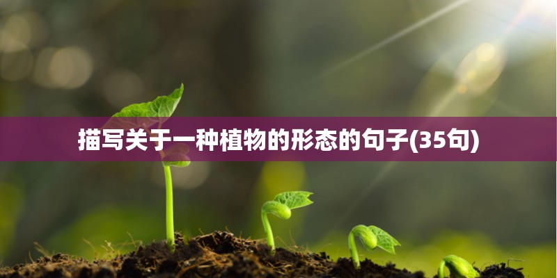 描写关于一种植物的形态的句子(35句) 描写关于一种植物的形态的句子(35句)