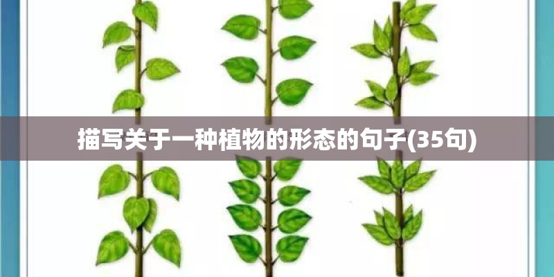 描写关于一种植物的形态的句子(35句) 描写关于一种植物的形态的句子(35句)
