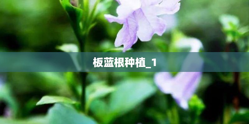板蓝根种植_1 板蓝根种植_1