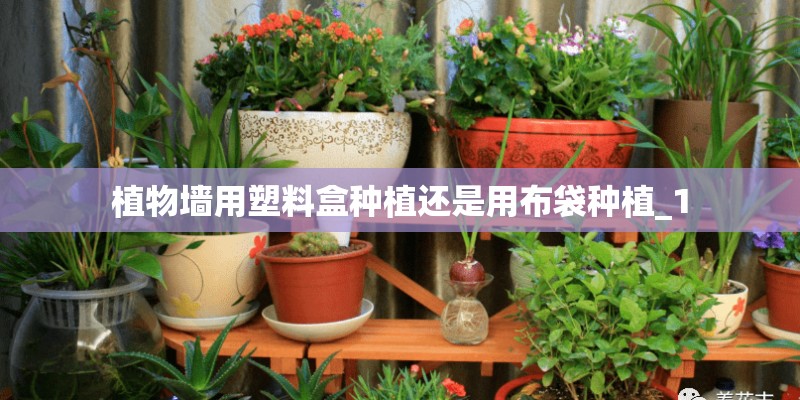 植物墙用塑料盒种植还是用布袋种植_1
