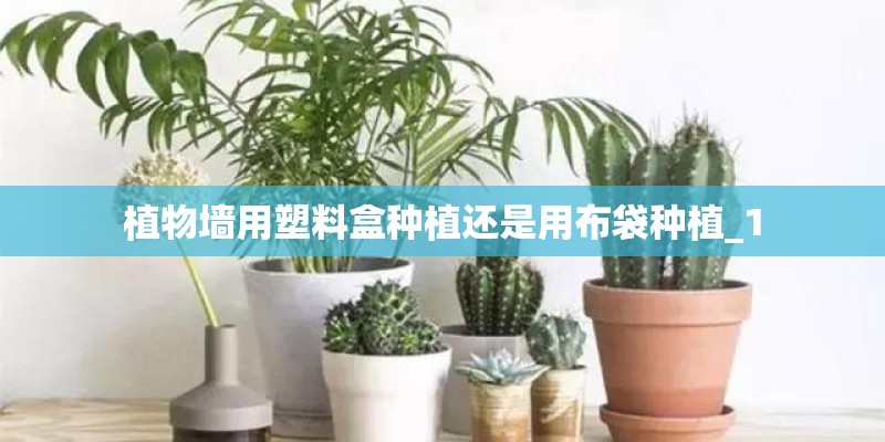 植物墙用塑料盒种植还是用布袋种植_1