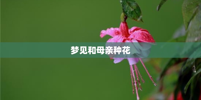 梦见和母亲种花