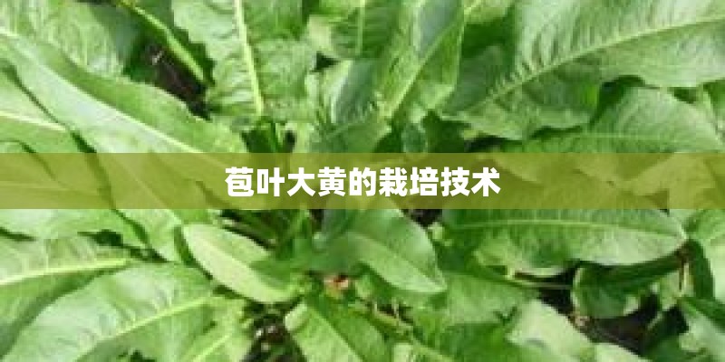 苞叶大黄的栽培技术