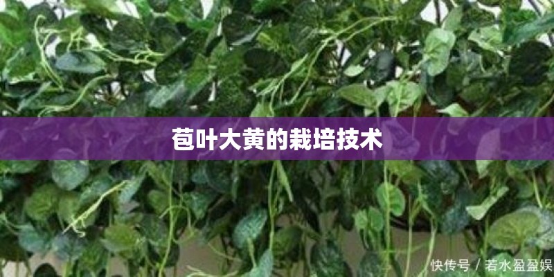 苞叶大黄的栽培技术
