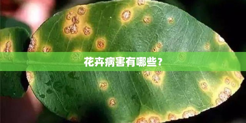 德州泰和花园有多少户？