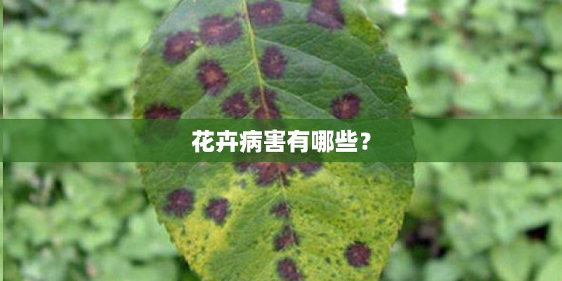 花卉病害有哪些？