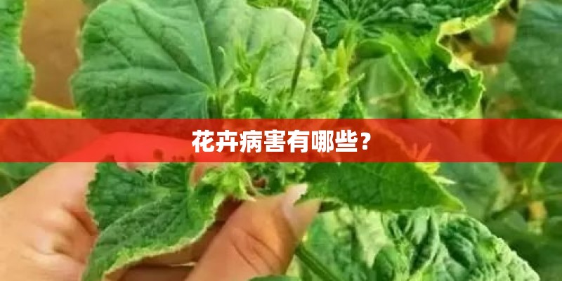 花卉病害有哪些？