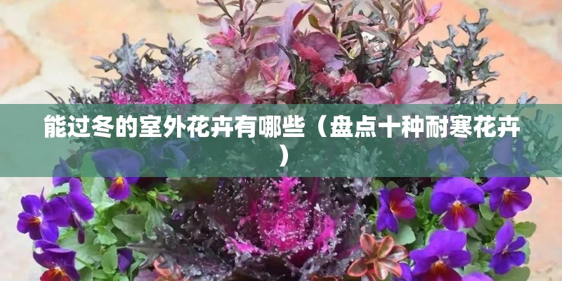 能过冬的室外花卉有哪些（盘点十种耐寒花卉）
