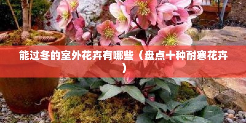 能过冬的室外花卉有哪些（盘点十种耐寒花卉）