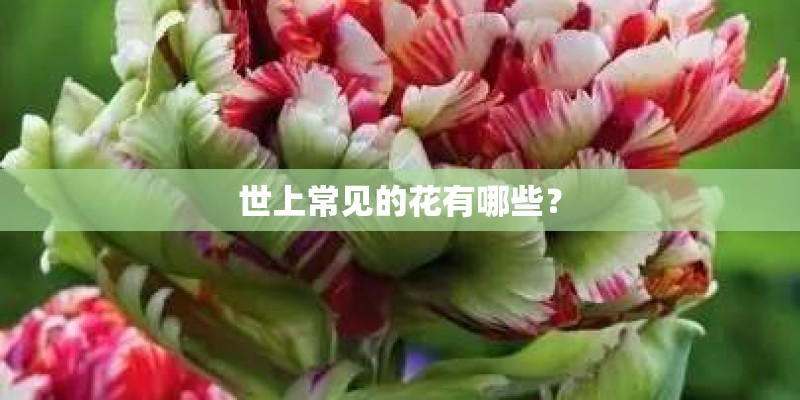 世上常见的花有哪些？