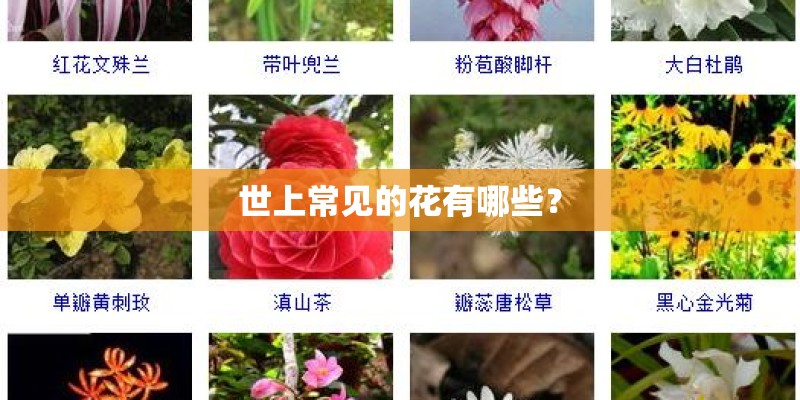 世上常见的花有哪些？