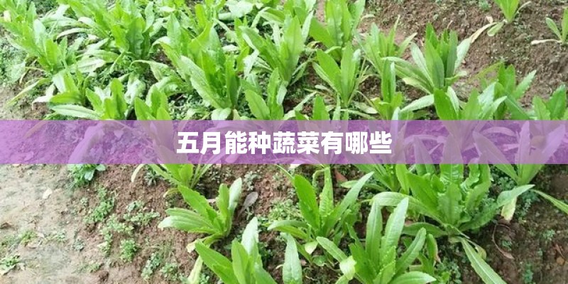 五月能种蔬菜有哪些