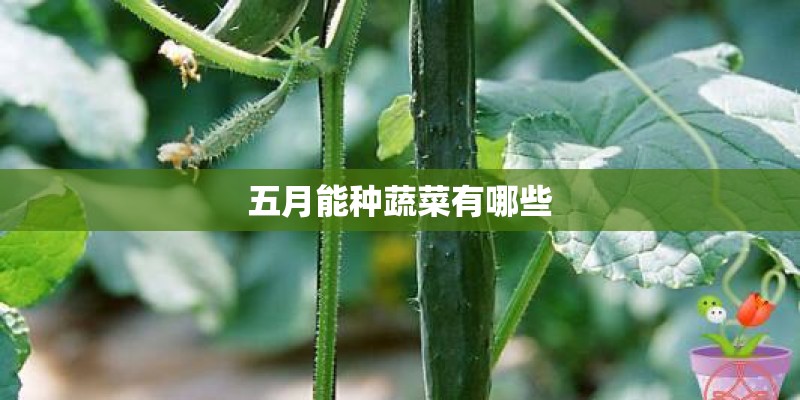 五月能种蔬菜有哪些