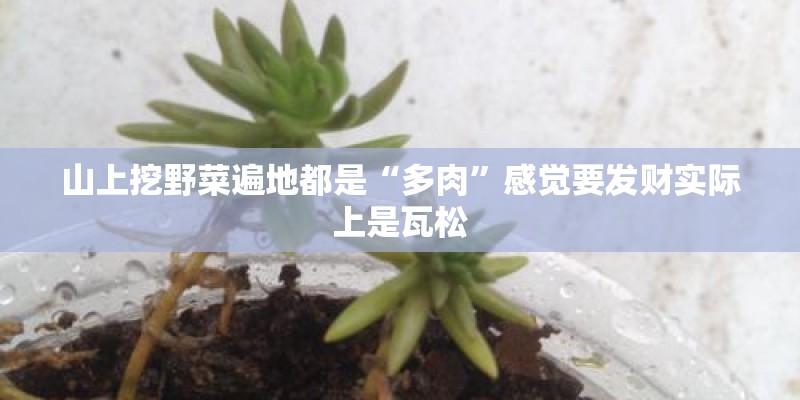 山上挖野菜遍地都是“多肉”感觉要发财实际上是瓦松