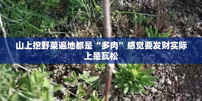 山上挖野菜遍地都是“多肉”感觉要发财实际上是瓦松