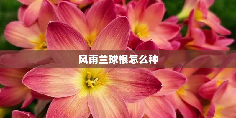性价比高的二手车有哪些？