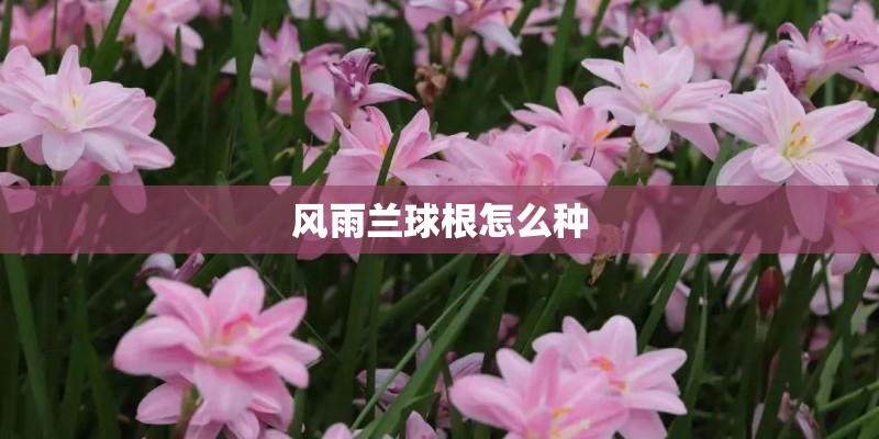 风雨兰球根怎么种