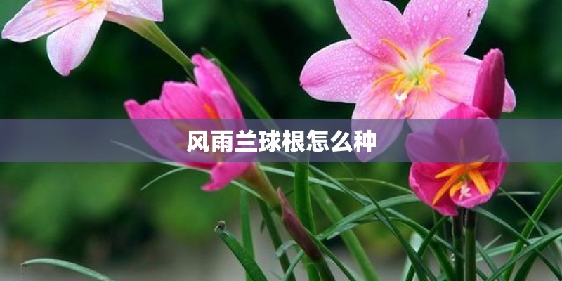 风雨兰球根怎么种